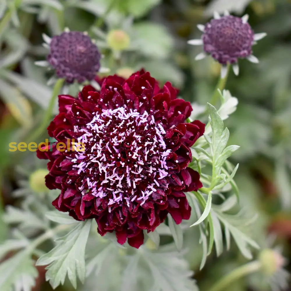 Red Pincushion Flower Planting  Seeds For Vibrant Blossoms In Your Garden