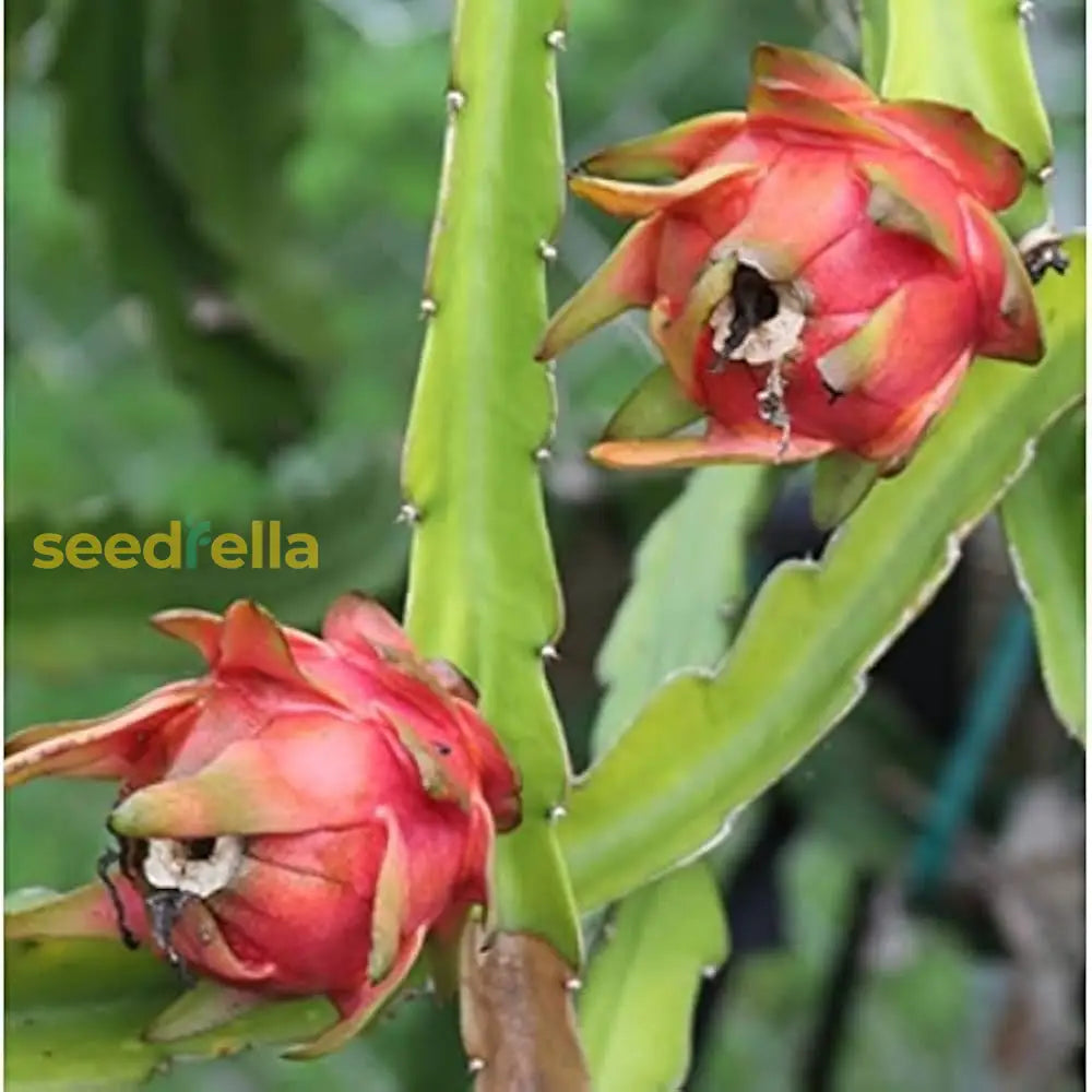 Red Pitaya Dragon Fruit Seeds for Easy Planting