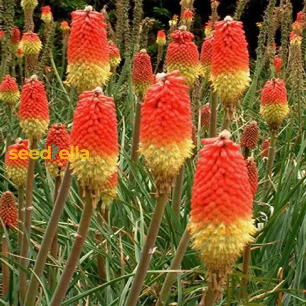 Red Pokerflower Planting  Seeds For Striking Blooms That Brighten Up Your Garden Flower