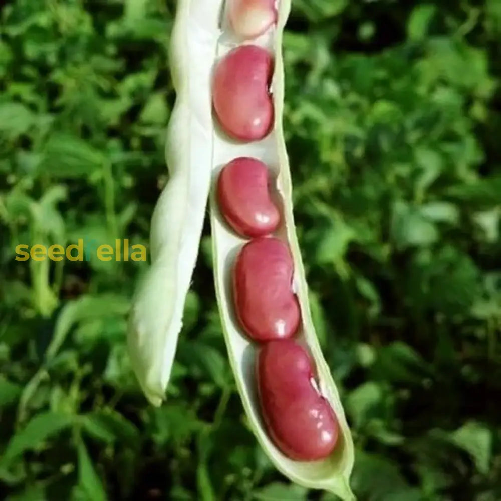 High quality Red Pole Kidney Bean seeds closeup
