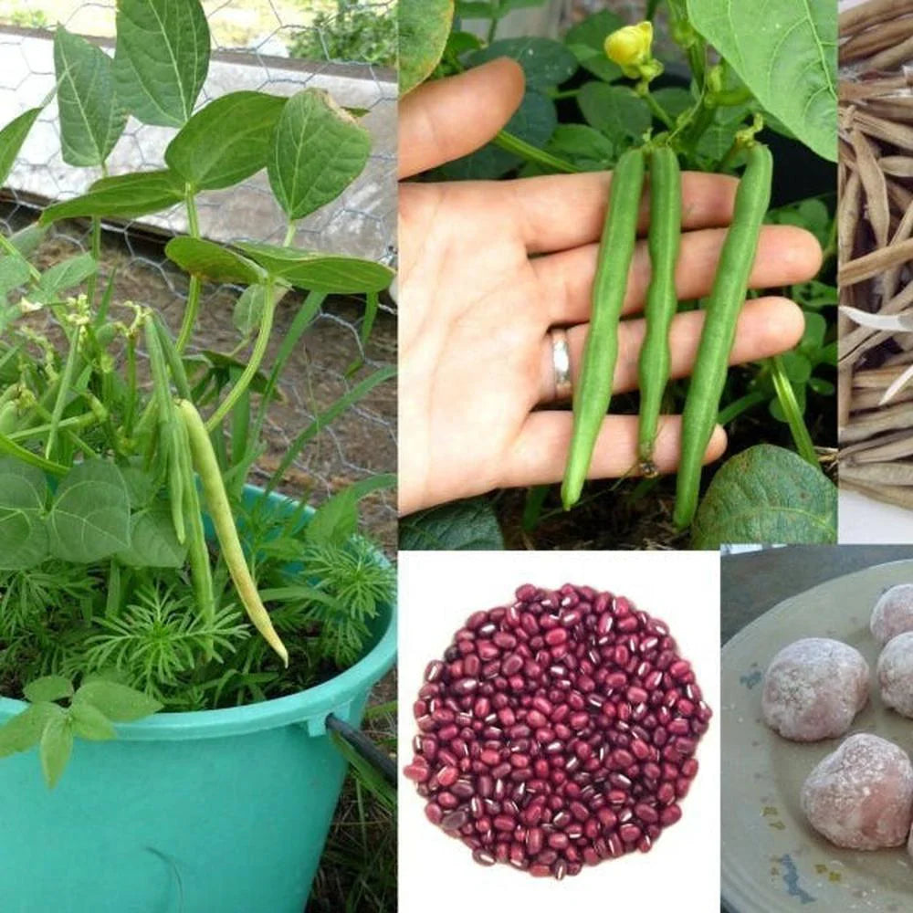 Red Pole Kidney Bean seeds for home garden planting