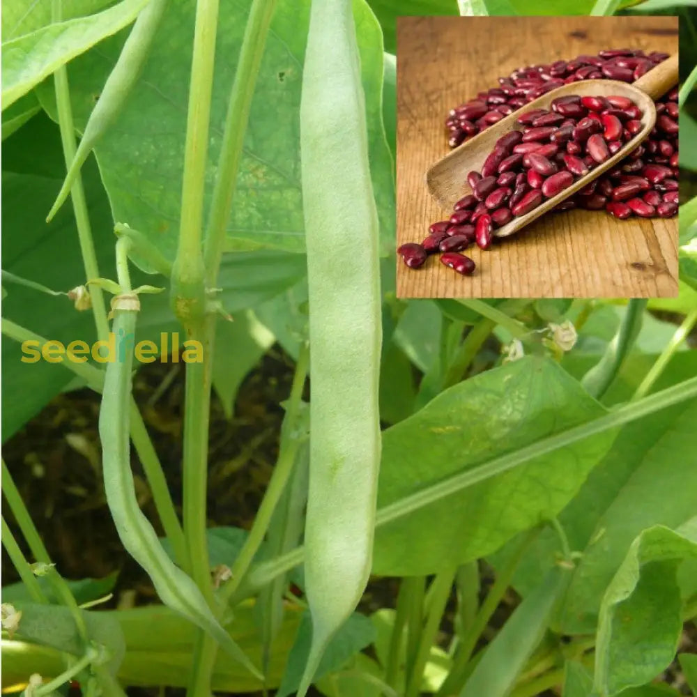 Red Pole Kidney Bean Vegetable Seeds For Easy Planting Seeds