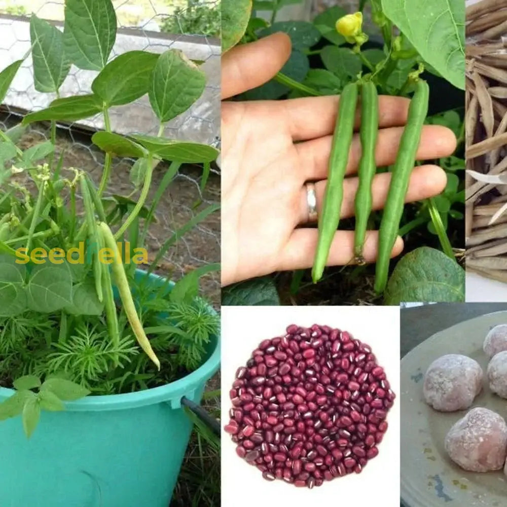 Red Pole Kidney Bean Vegetable Seeds Planting