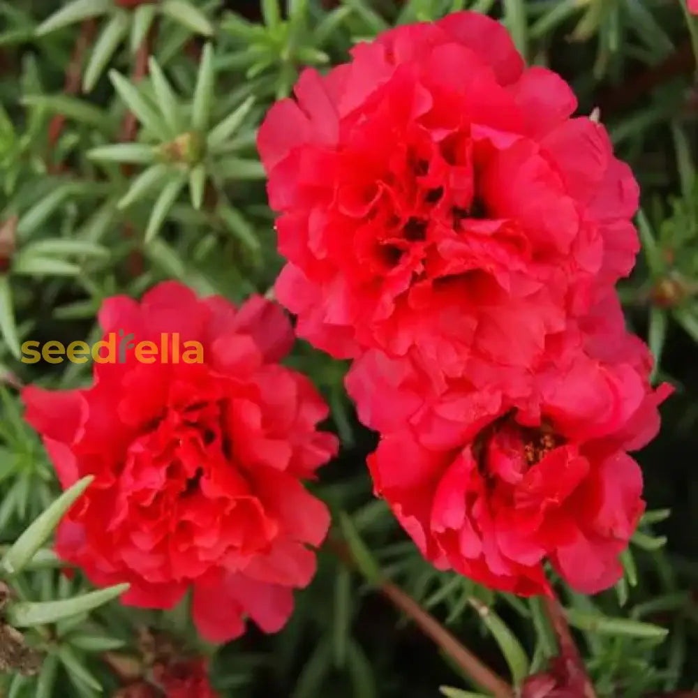 Red Portulaca Flower Seeds For Planting - Annual Colorful Blooms Your Garden