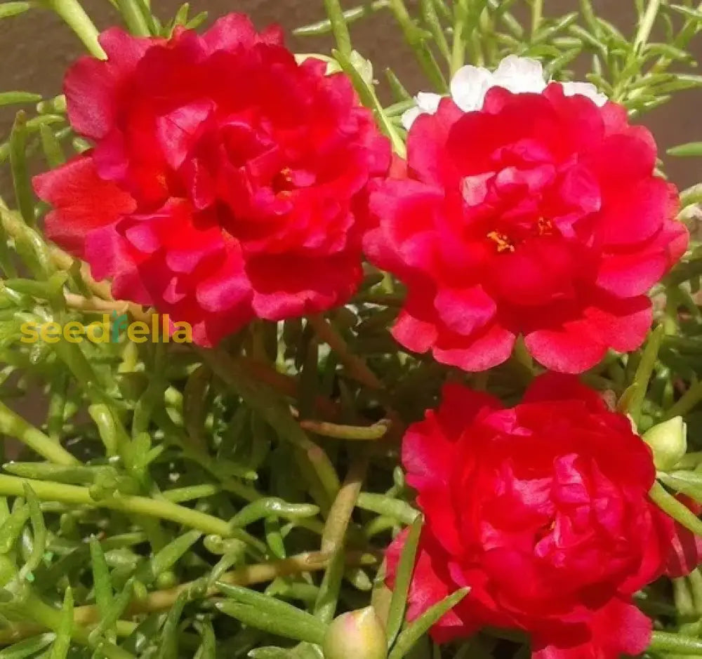 Red Portulaca Flower Seeds For Planting - Annual Colorful Blooms Your Garden