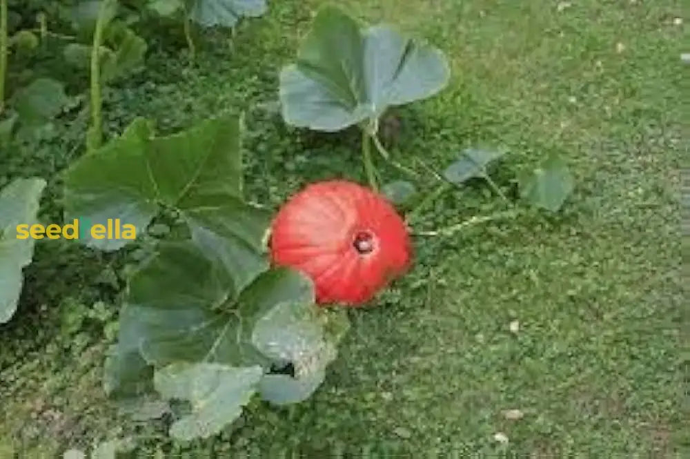 Red Pumpkin Planting Seeds Collection For Home Gardens Vegetable Seeds