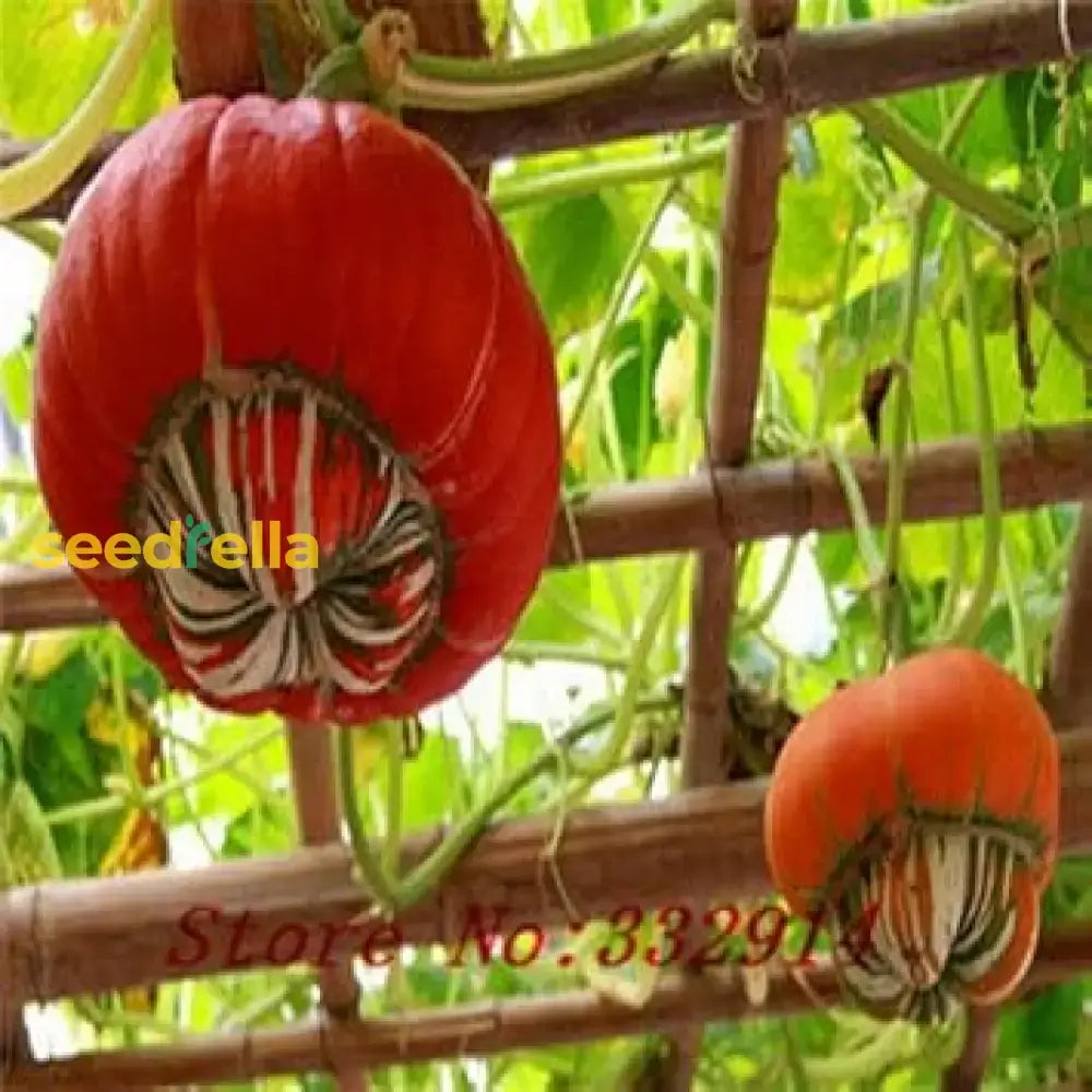 Red Pumpkin Planting Seeds Collection For Home Gardens Vegetable Seeds