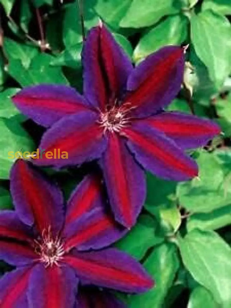 Red Purple Clematis Flower Seeds For Planting