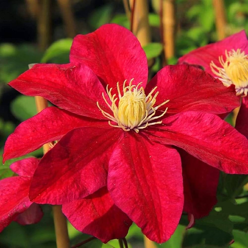 Red Purple Clematis flower seeds for planting
