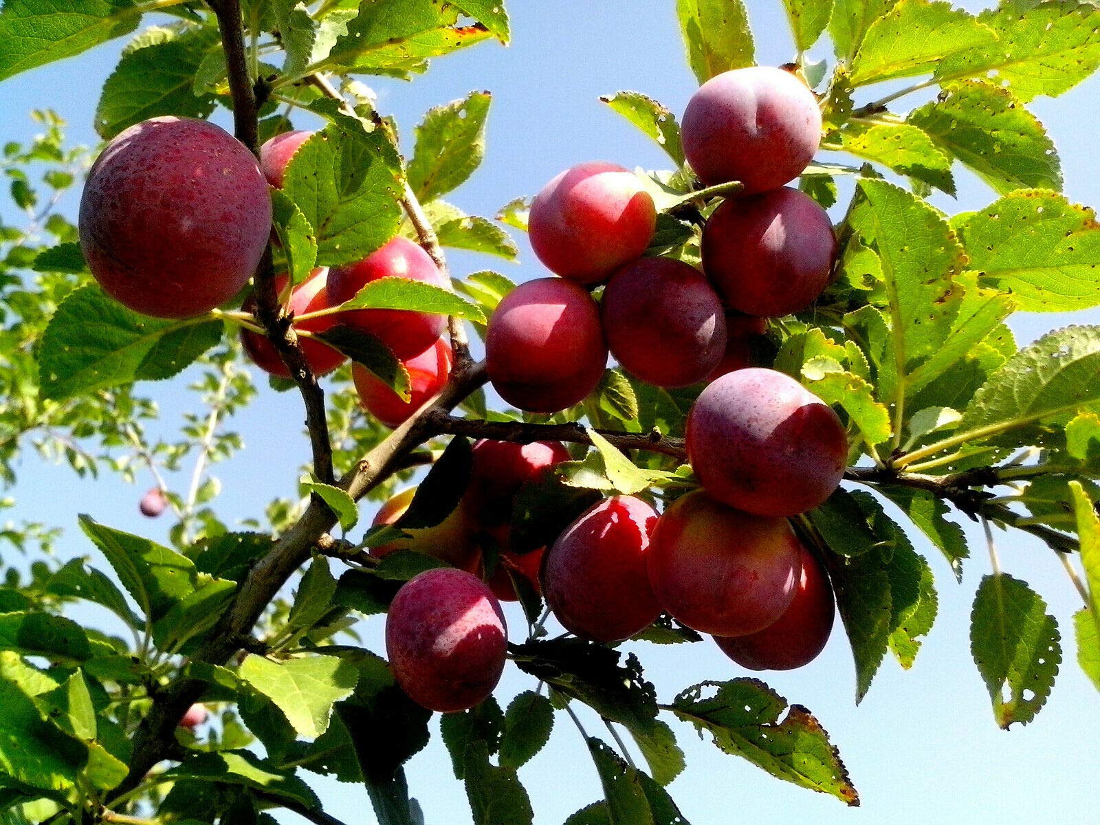 Ripe red and purple American Plums growing on a tree