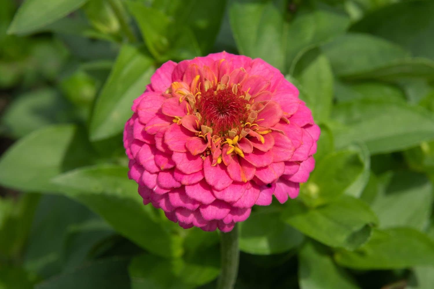 Red Purple Zinnia Flower Seeds for Planting