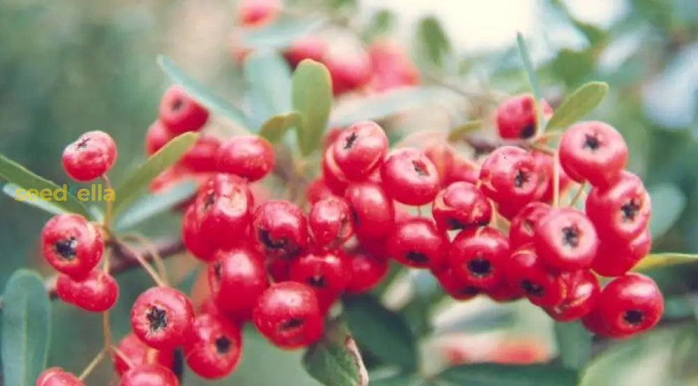 Red Pyracantha Fortuneana Seeds For Planting  Vibrant Berries Easy-Growing Shrub Flower