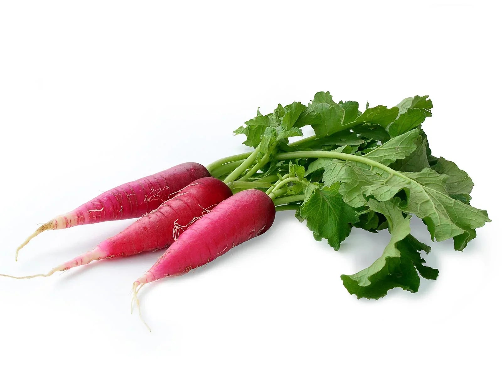 Non-GMO Red Radish seeds for easy planting