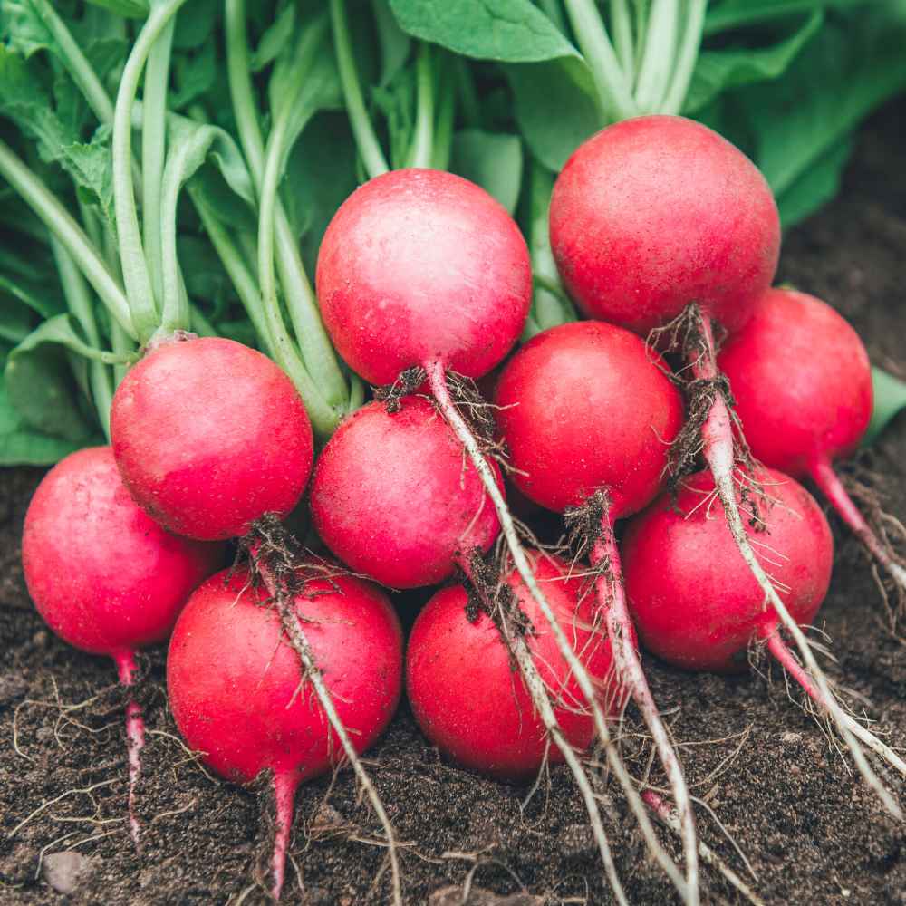 Red Radish vegetable seeds for planting home gardens