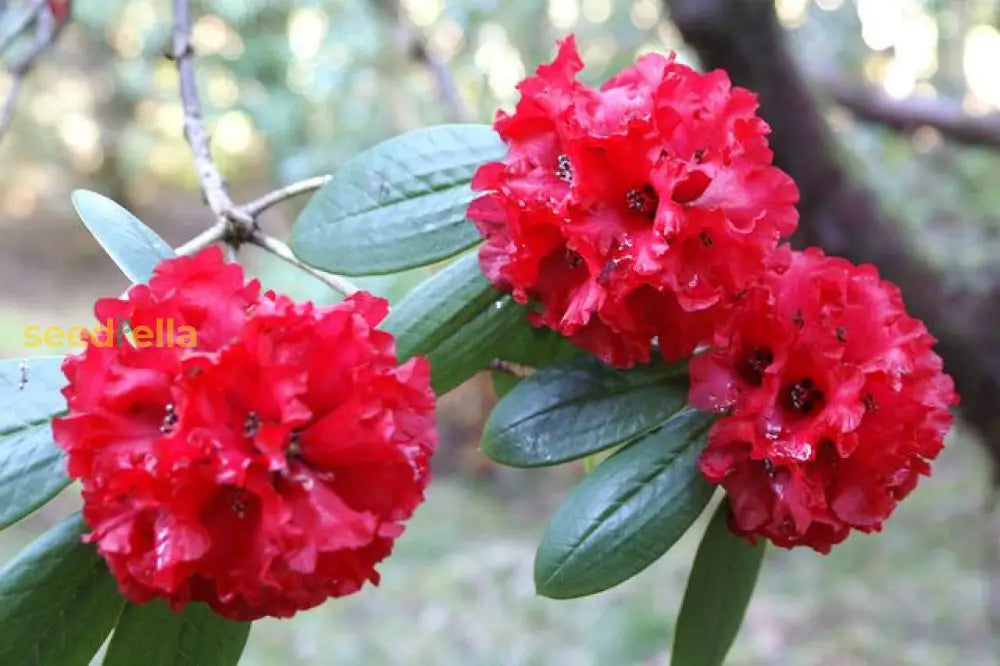 Red Rhododendron Barbatum Flower Planting Seeds