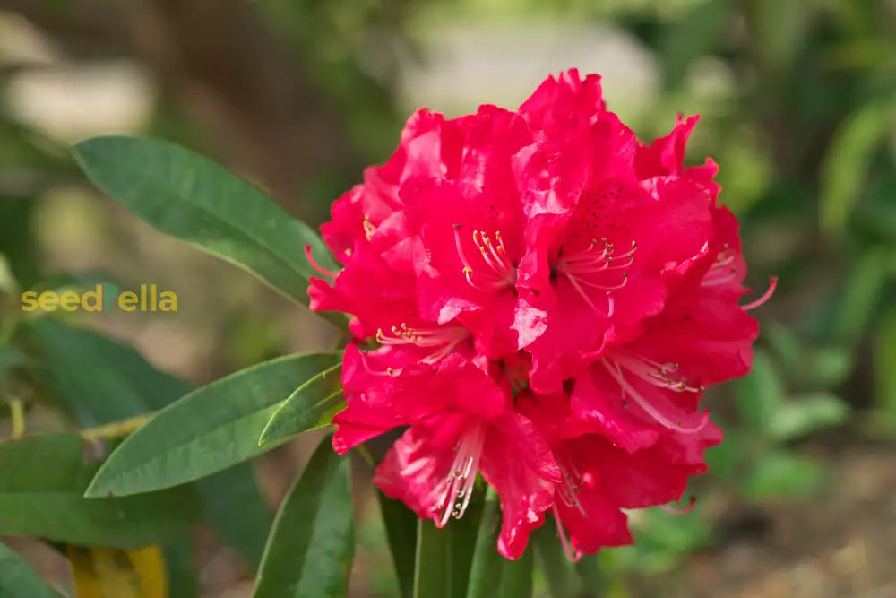 Red Rhododendron Barbatum Flower Planting Seeds