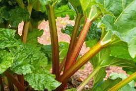 Red Rhubarb Seeds – Glaskins Perpetual Non-GMO Cool Season Plant