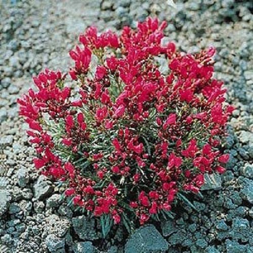 Packet of Red Rock Purslane 'Ruby Tuesday' flower herb seeds