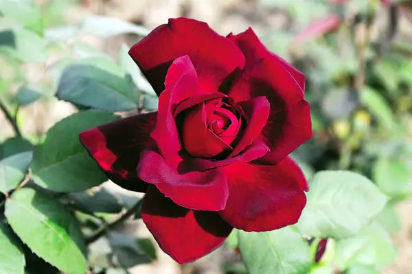 Maroon Red Roses in Garden Display