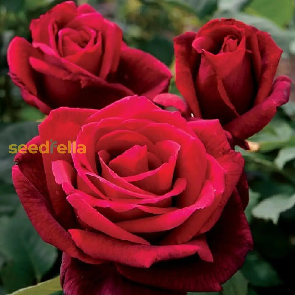 Red Rose Flower Planting Seeds Collection