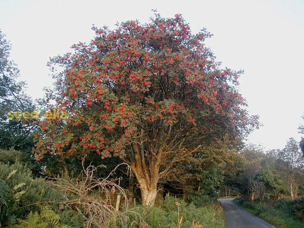 Red Rowan Tree Seeds Planting Plant Seeds