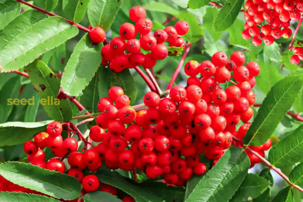 Red Rowan Tree Seeds Planting Plant Seeds