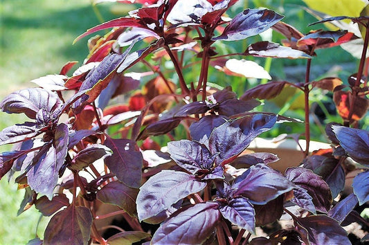 Red Rubin Basil plant with deep purple leaves and white & lavender flowers