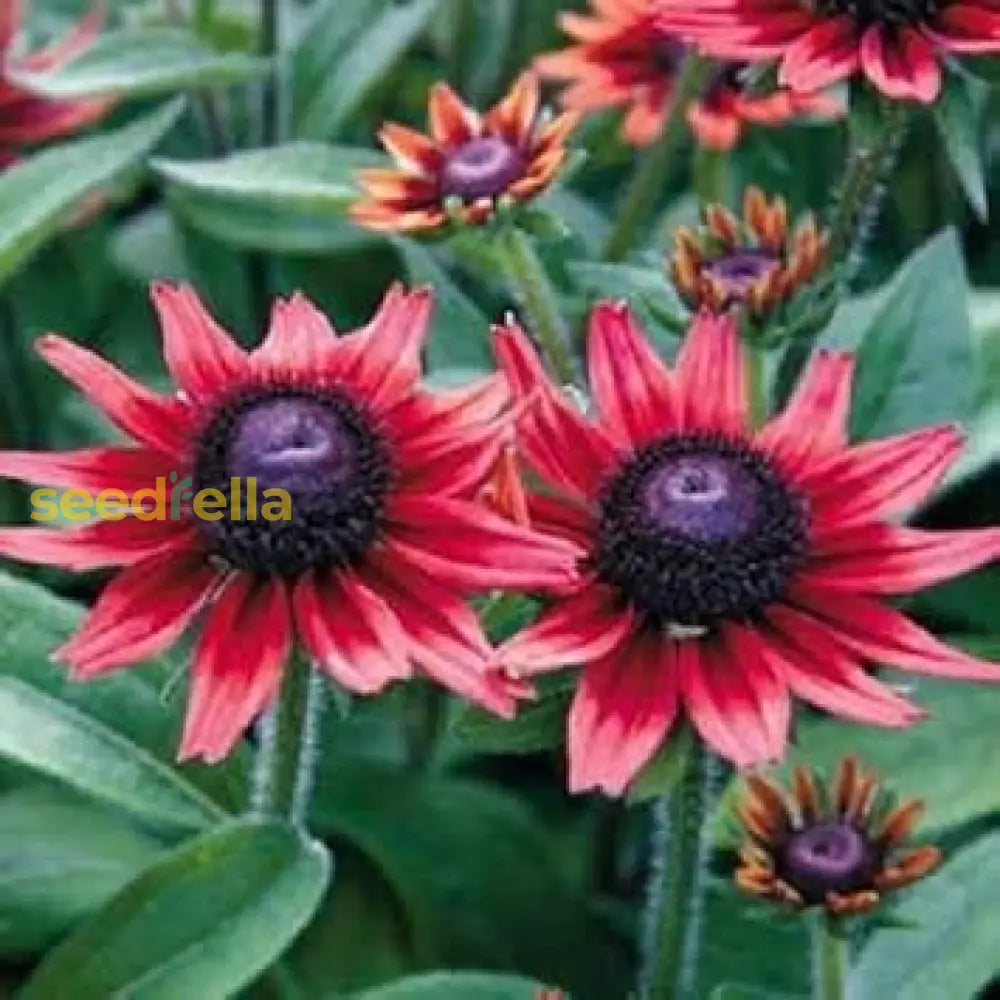 Red Rudbeckia Flower Planting Seeds