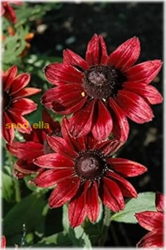 Red Rudbeckia Flower Planting Seeds