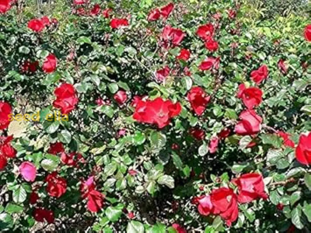 Red Rugrose Rose Flower Planting Seeds