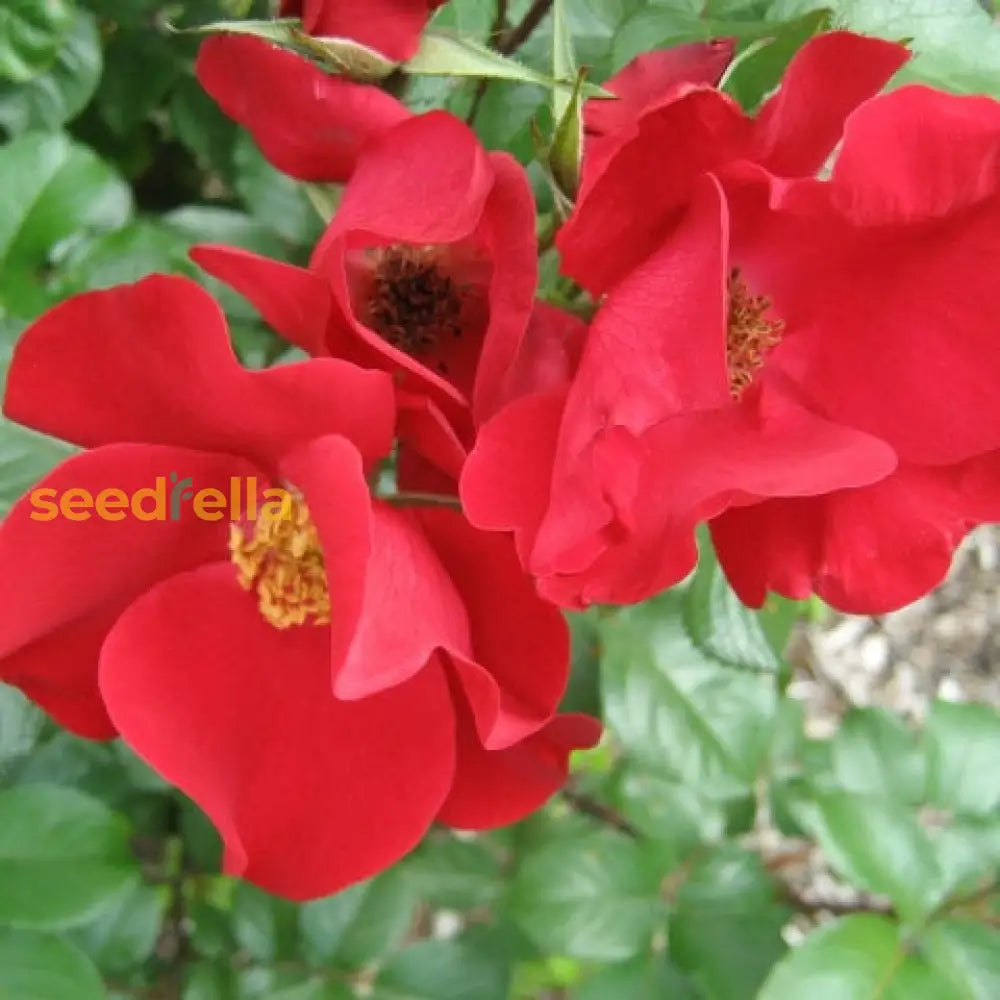 Red Rugrose Rose Flower Planting Seeds