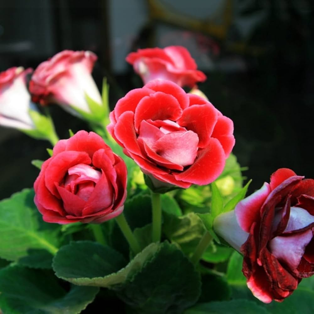 Red Saintpaulia Flower Seeds