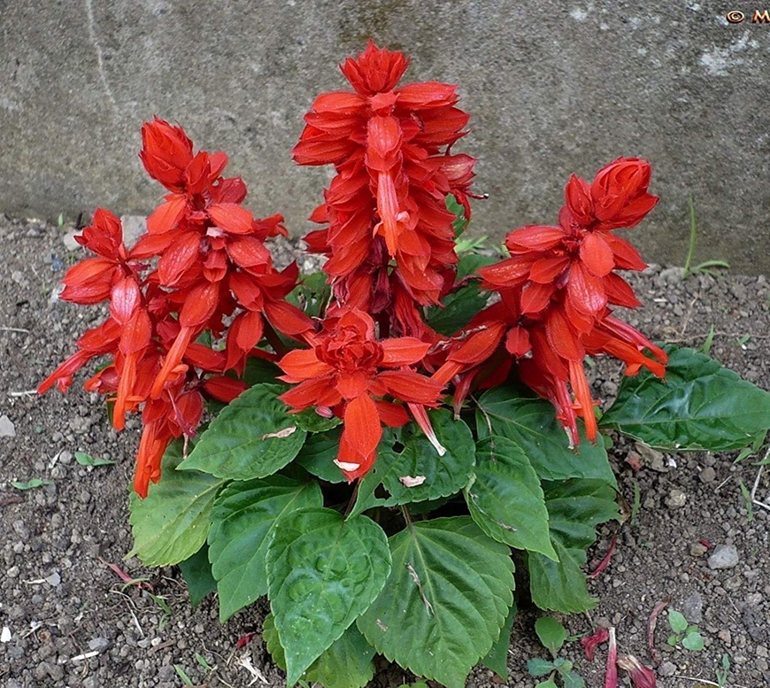 Red Salvia Splendens seeds thriving in containers and garden planters