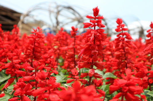 Red Salvia Splendens seeds producing vibrant scarlet sage flower spikes