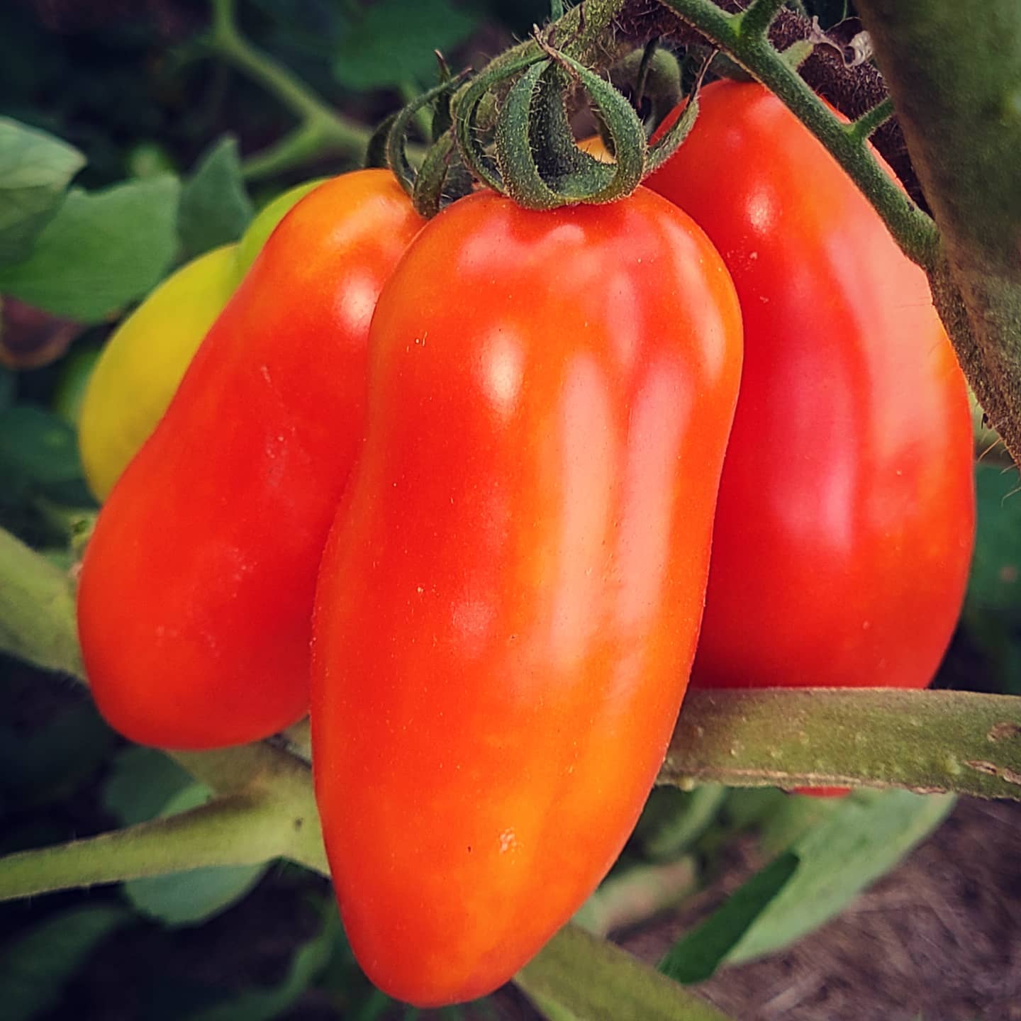 Non-GMO Red San Marzano seeds for planting