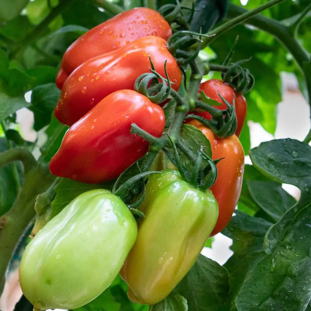 Red San Marzano plants growing on garden supports