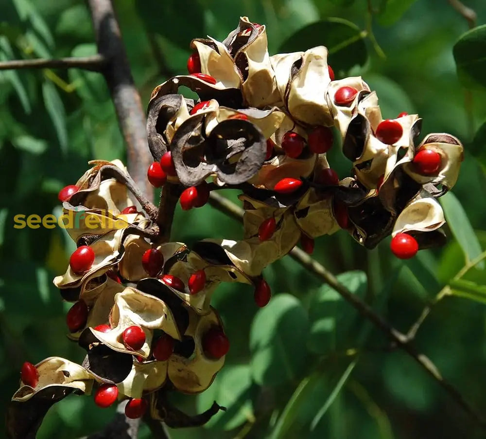 Red Sandalwood Plant Seeds Planting