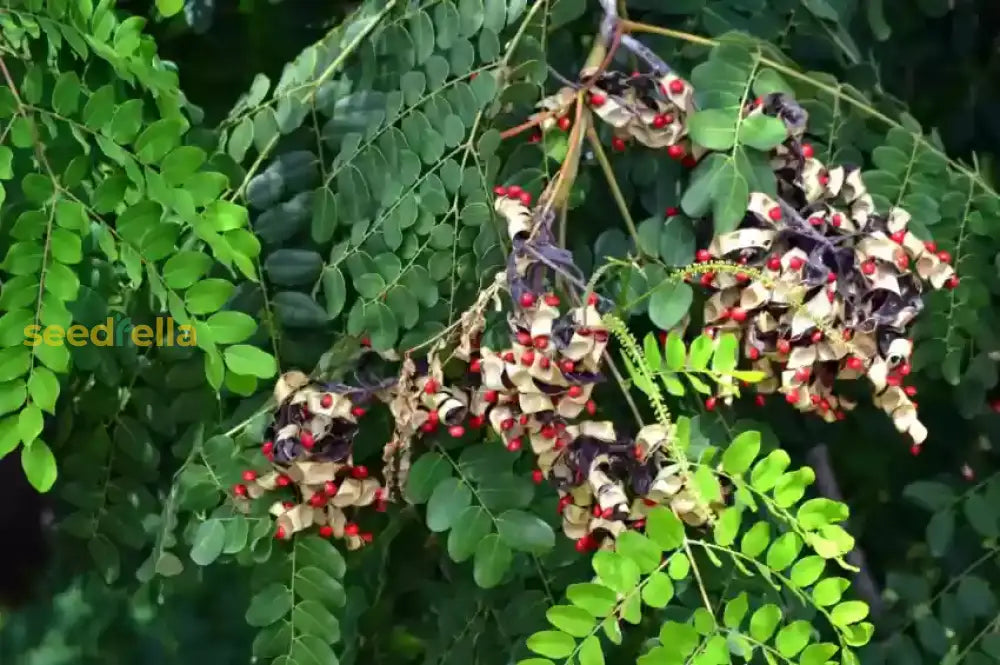 Red Sandalwood Plant Seeds Planting