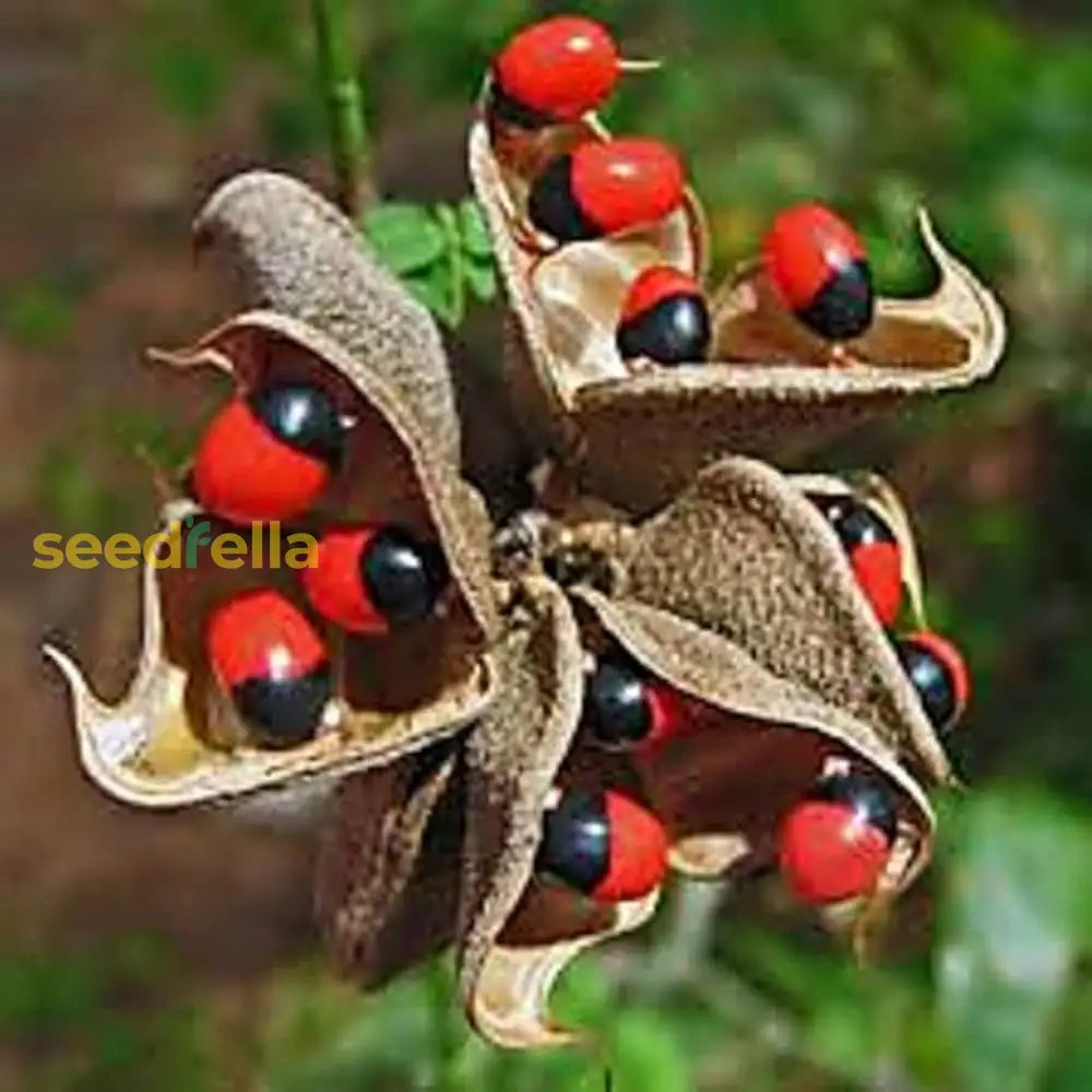 Red Sandalwood Plant Seeds Planting