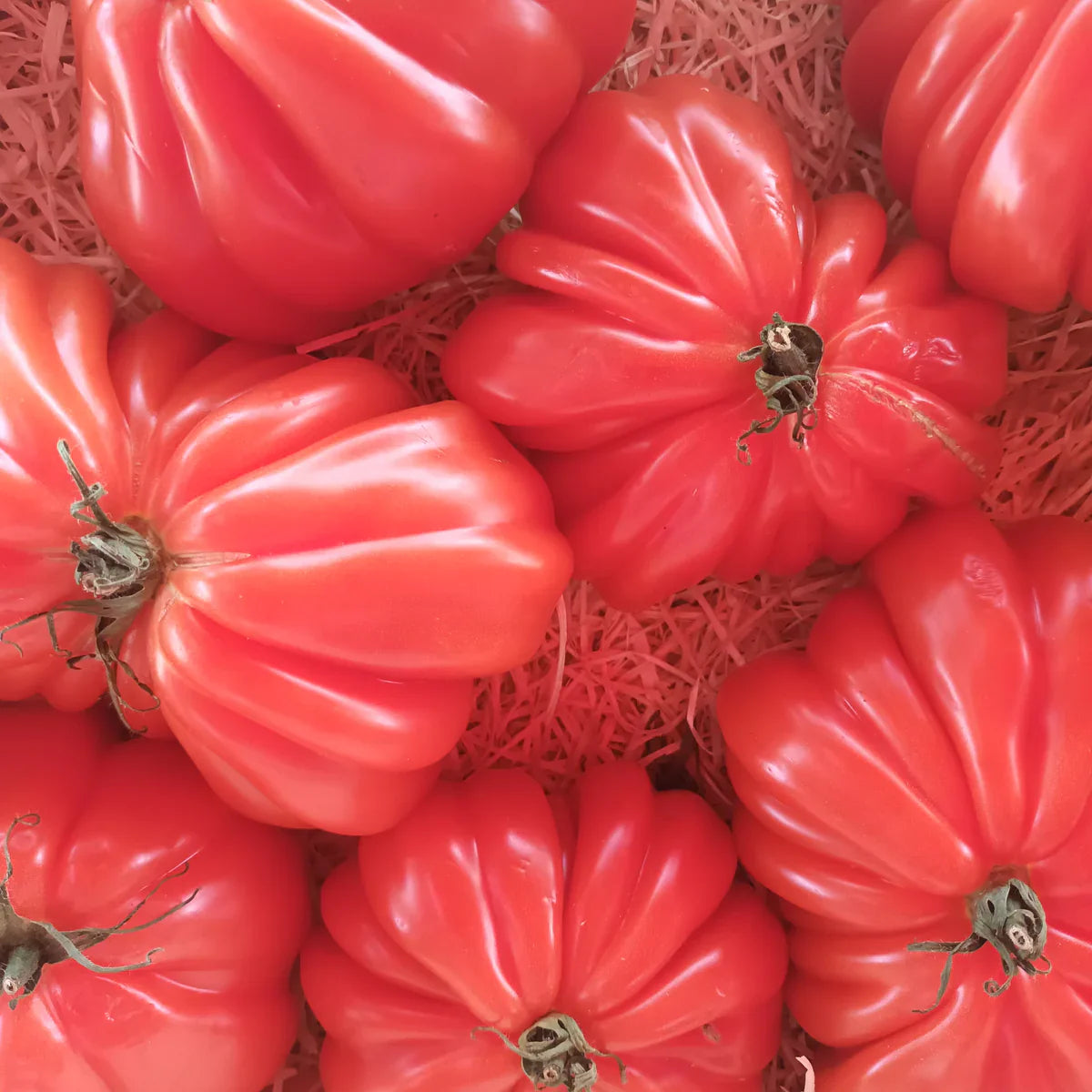 Red Santorini tomato plants thriving in raised garden beds