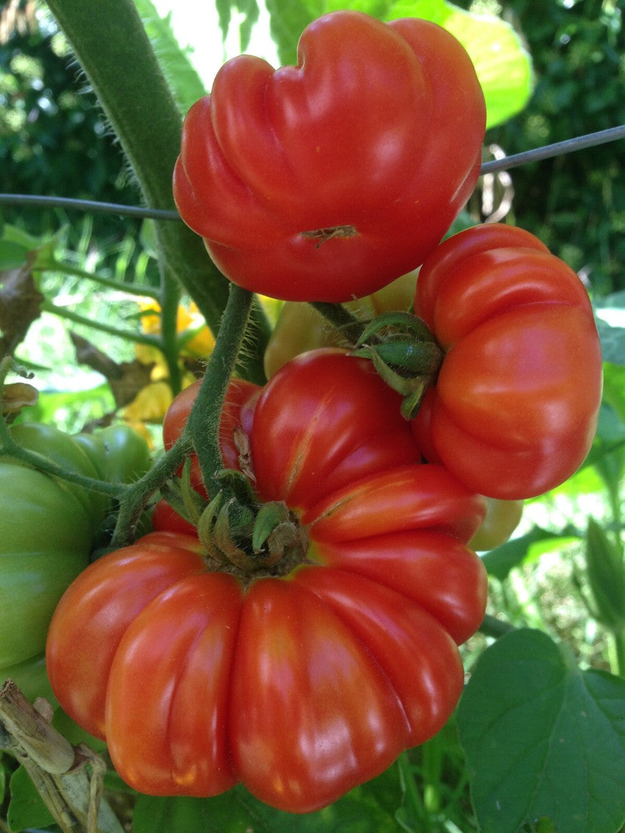 Healthy Red Santorini tomato plants growing in full sun