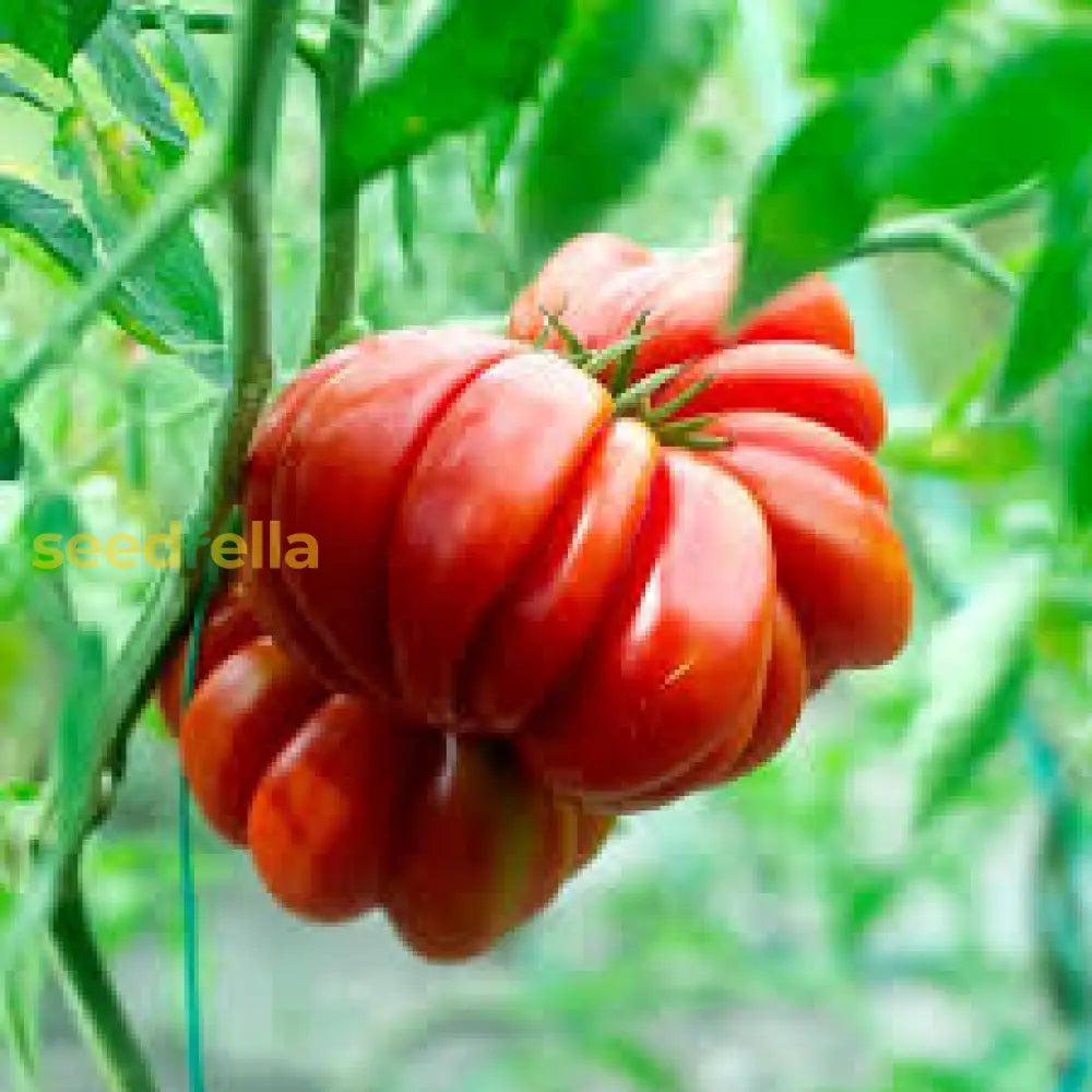 Red Santorini Tomato Seeds For Planting Vegetable Seeds