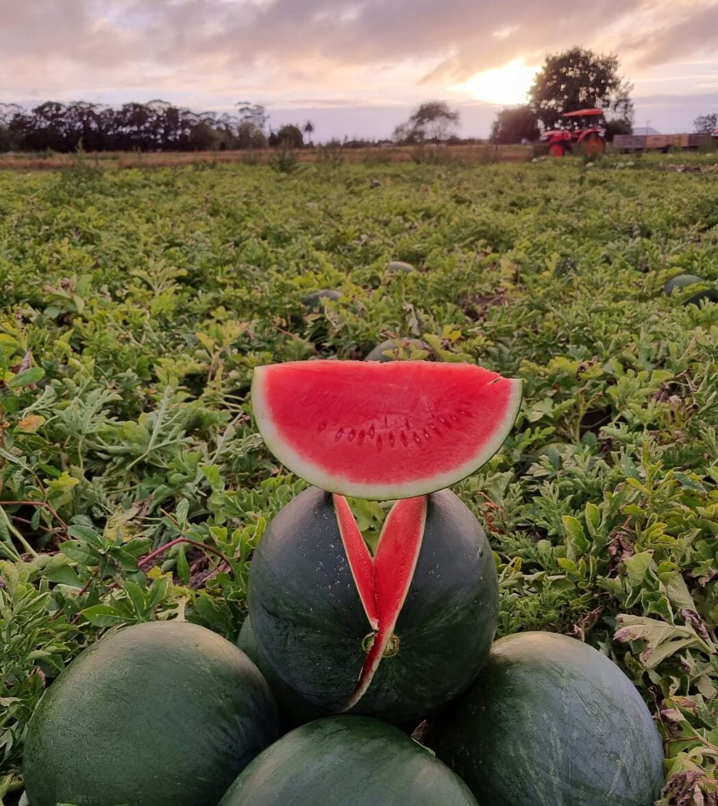 Ripe red seedless watermelon grown from high-quality seeds