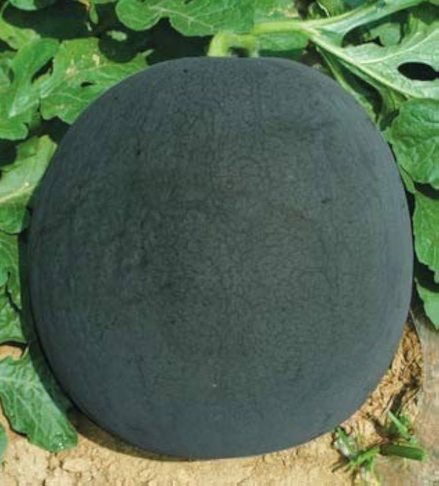 Red Seedless Watermelon Seeds sweet watermelon seeds for planting