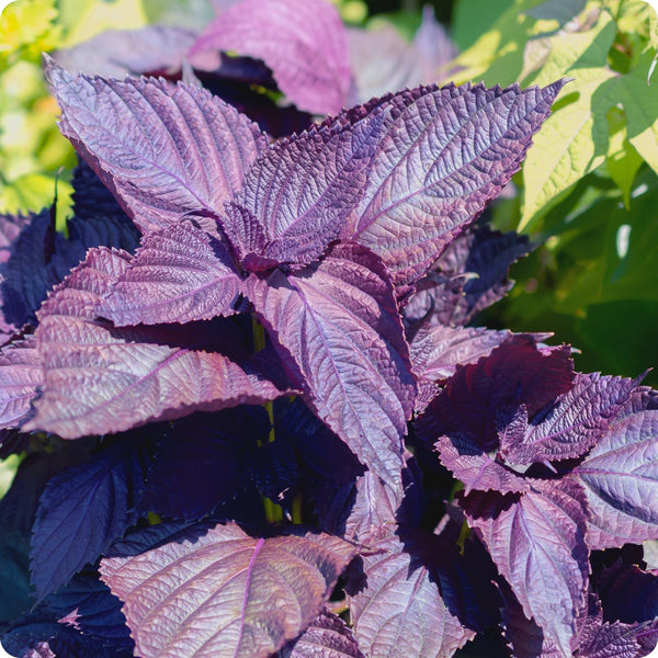 Red Shiso seeds Perilla frutescens var purpurea purple leafy plant