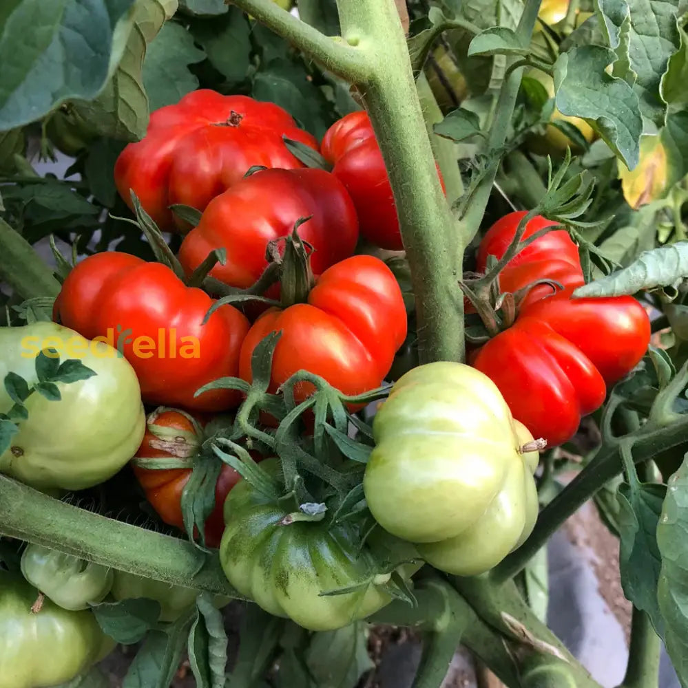 Red Sicilian Togetta seeds for planting