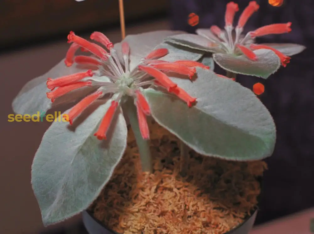 Red Sinningia Leucotricha Plant Seeds  Perfect For Indoor Planting Vibrant Flowers & Silver