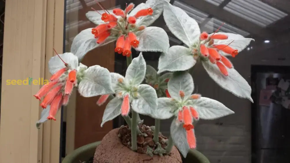 Red Sinningia Leucotricha Plant Seeds  Perfect For Indoor Planting Vibrant Flowers & Silver