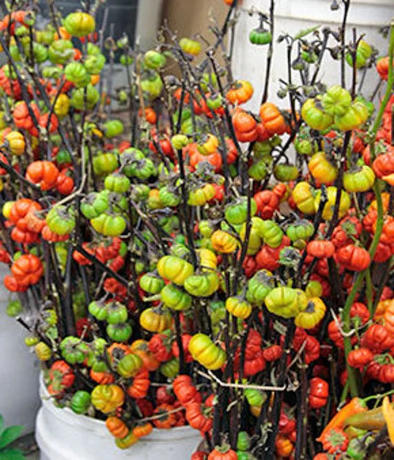 Red ornamental Solanum plants in garden