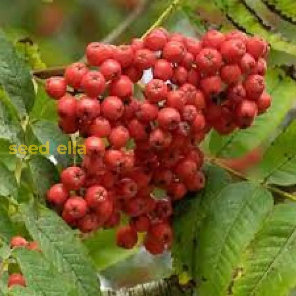 Red Sorbus Tree Seeds For A Vibrant Garden | Quality Planting Fruit